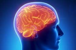 Нервові клітини відновлюються. Супрун розвіяла черговий міф 