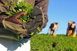 Чорний чай може подорожчати через затяжну посуху у Кенії