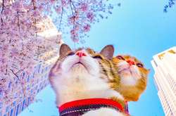 Кошки путешествуют по Японии вместе со своим владельцем