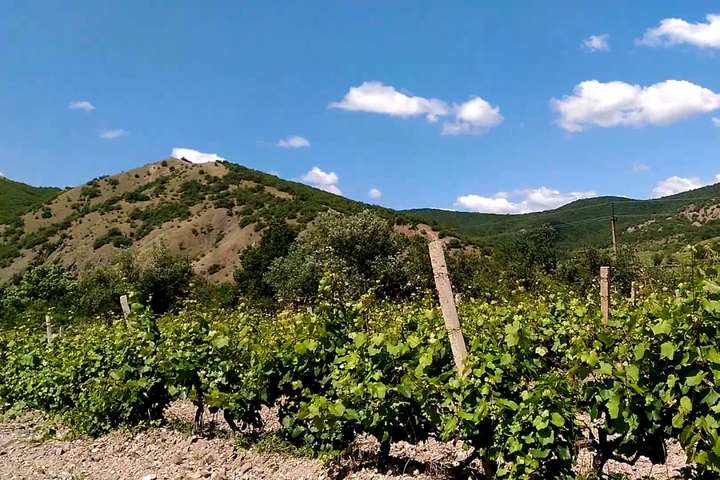 Окупанти в Криму вирішили почати новий проект в сфері виноробства