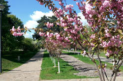 Помилуватися сакурами у Києві можна на чотирьох локаціях (фото)