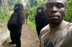 Рейнджер поразил сеть селфи с гориллами