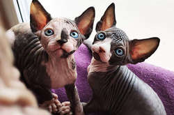 Опубликованы трогательные фото сфинксов, которые заставят вас влюбиться в эту породу кошек