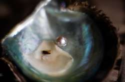 Как выглядит ферма по выращиванию жемчуга в Японии