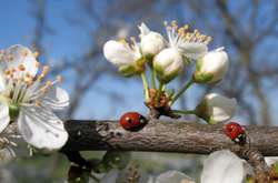 Синоптики прогнозують на Чистий четвер потепління до +25