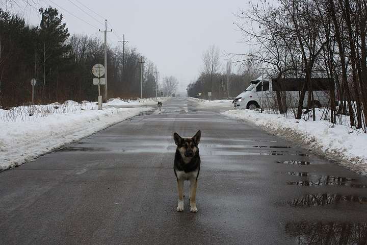Місто безпритульних собак. Погляд на Чорнобильську зону відчуження зсередини