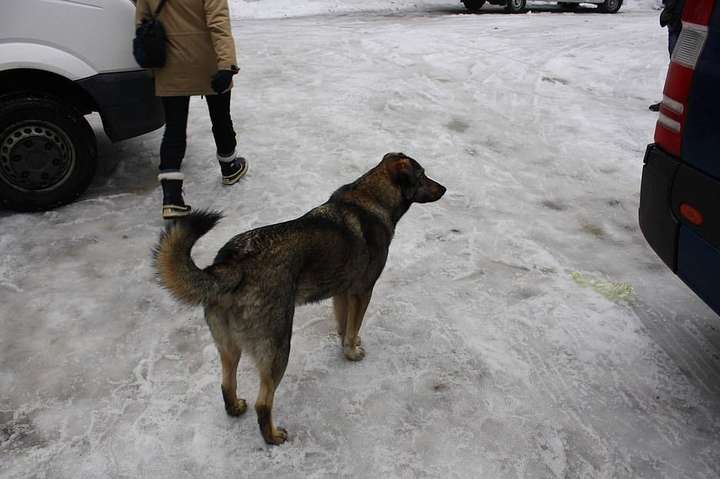 Город бездомных собак. Взгляд на Чернобыльскую зону отчуждения изнутри