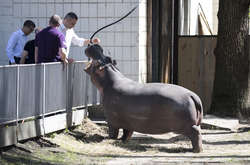 Кличко поспілкувався з бегемотом (фото)
