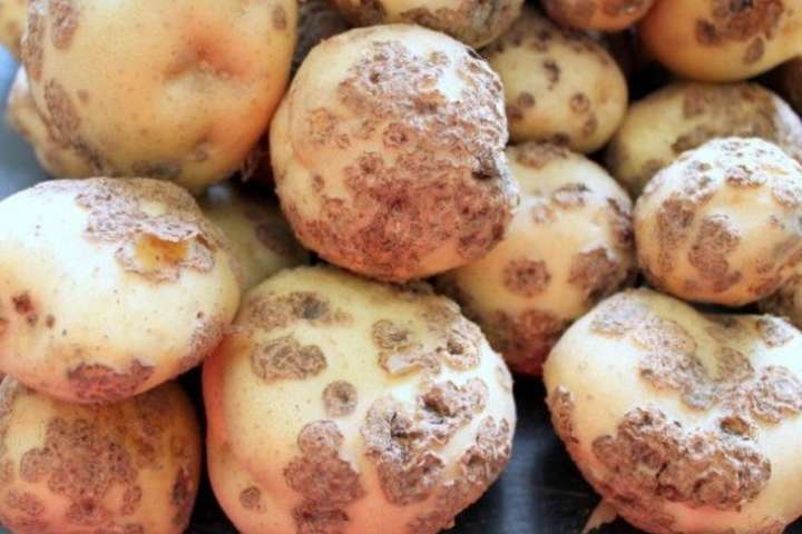 До України надійшла партія зараженої картоплі з Нідерландів