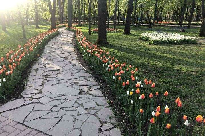 У Кропивницькому розцвіли сотні тюльпанів (фото)