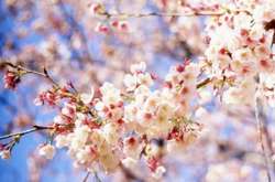 Наприкінці квітня синоптики обіцяють теплу погоду практично по всій Україні