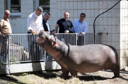 Мэр Кличко в киевском зоопарке нашел общий язык с бегемотом (фото)