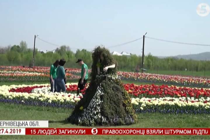 На Буковині розцвіли тисячі тюльпанів