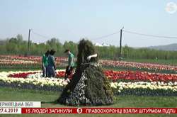 На Буковині розцвіли тисячі тюльпанів