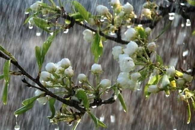 З понеділка в Україну прийдуть дощі та похолодання 
