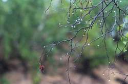 В Україну йде похолодання з дощами: прогноз погоди на 29 квітня