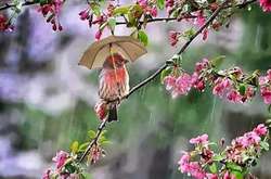 У Києві сьогодні синоптики прогнозують дощ, температура повітря вдень до +13 градусів