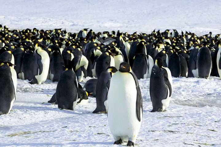В Антарктиді зникла одна з найбільших колоній імператорських пінгвінів