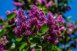 У найближчі дні в Україні потеплішає