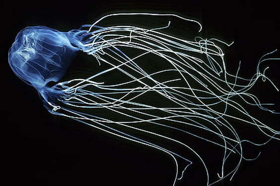 Вчені знайшли антидот від найотруйнішої медузи