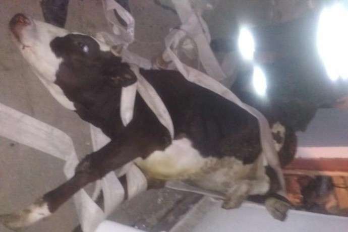 На Вінниччині врятували корову, яка провалилась у погріб