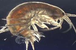 Ученые нашли кокаин в креветках, живущих на востоке Англии