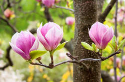 Квітень у Києві був контрастний: від +0,4°С до +23,2°С