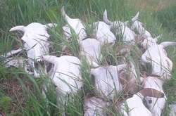  Останки великої рогатої худоби&nbsp; 