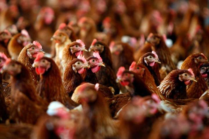 Украина рекордно увеличила экспорт курятины