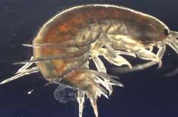 Британські вчені знайшли у прісноводних креветках кокаїн