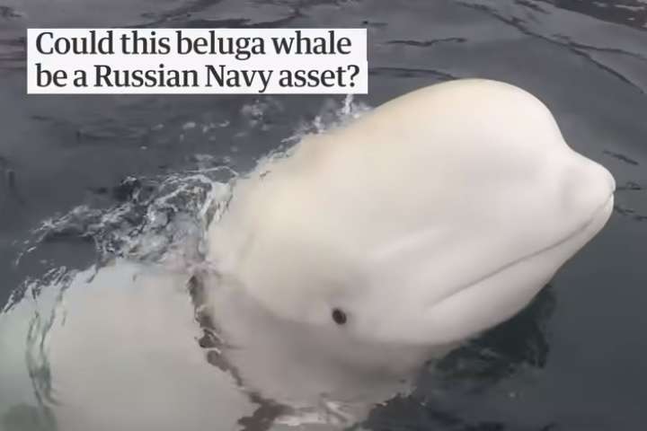 Білуха, яку вважають російським китом-«шпигуном», не хоче пливти з Норвегії