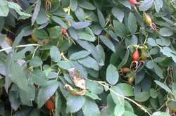 Шипшину без колючок вирощують вінницькі лісівники