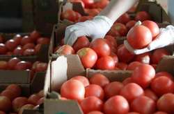 В Україну не пустили 36 тонн заражених помідорів з Туреччини