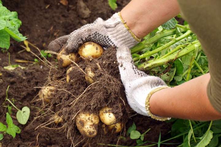 Ціни на картоплю в Україні сягнули 10-річного максимуму
