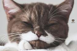 Кот Гринго выглядит, как настоящий джентльмен со своими белыми усами