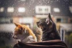 Циклон з дивним ім'ям Xerxes принесе в Україну чергову порцію дощів