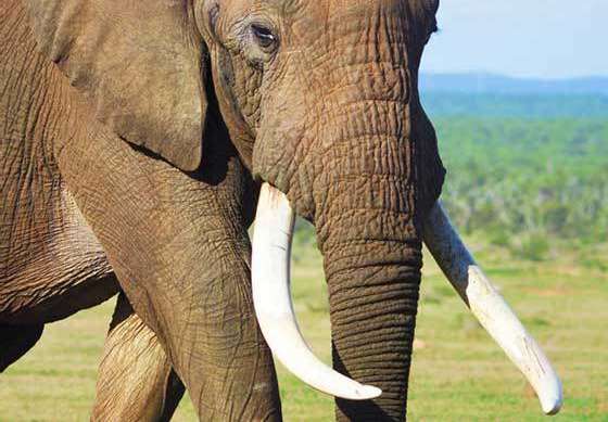 П’ять країн Африки виступають за зняття заборони на торгівлю слоновою кісткою
