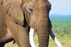 П’ять країн Африки виступають за зняття заборони на торгівлю слоновою кісткою