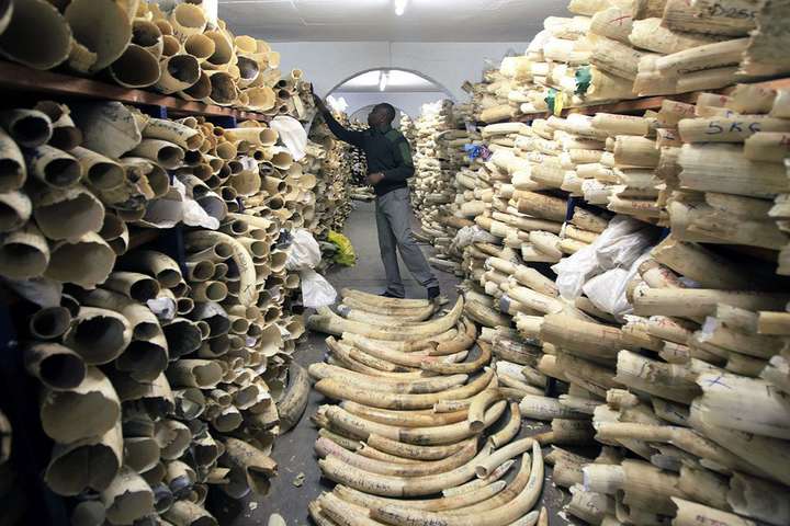 Пять стран Африки требуют разрешить торговлю слоновой костью