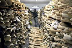 Пять стран Африки требуют разрешить торговлю слоновой костью