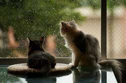 Синоптик розказала, коли в Україні припиняться дощі (карта)