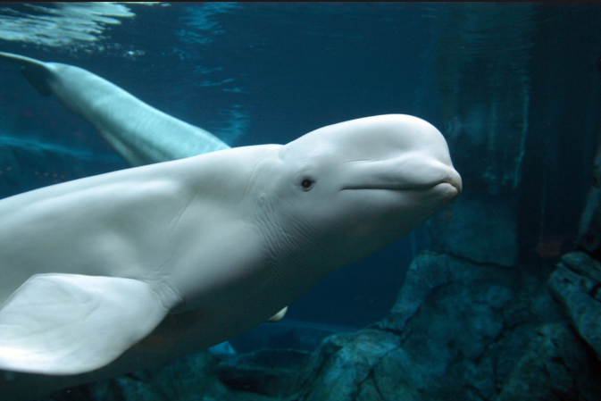 В Норвегии белый кит вернул девушке смартфон, который она уронила в воду