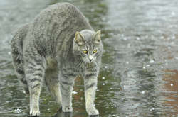 Із заходу Європи в Україну прийде чергова порція дощів 