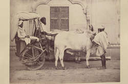 Як виглядала Індія в 19 столітті. Фантастичні фото, зроблені британським банкіром