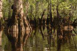 В США обнаружено дерево, которому более 2,5 тыс. лет