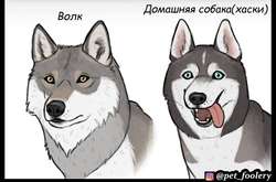 Иллюстратор задумался над тем, откуда в мире взялись такие породы собак, как корги или мопсы