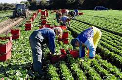 Летом в Польшу поедут работать полмиллиона украинцев - эксперт