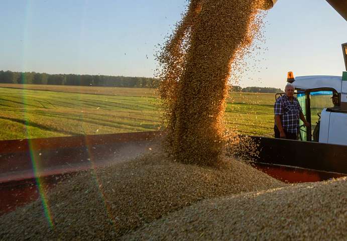 Україну цього року очікує рекордний урожай зернових – прогноз США 
