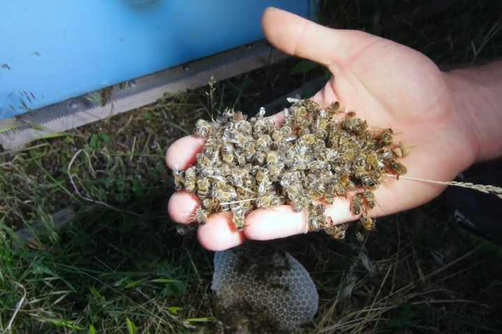 На Тернопільщині масово гинуть бджоли 