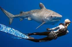 Фантастичні підводні світлини, зроблені талановитим фотографом з США